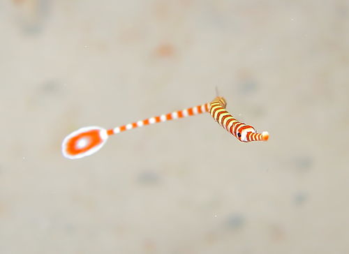 Banded pipefish